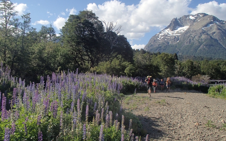 Purple flowers frame a sandy walking path with people on it. In the background, there is a tall mountain. 
